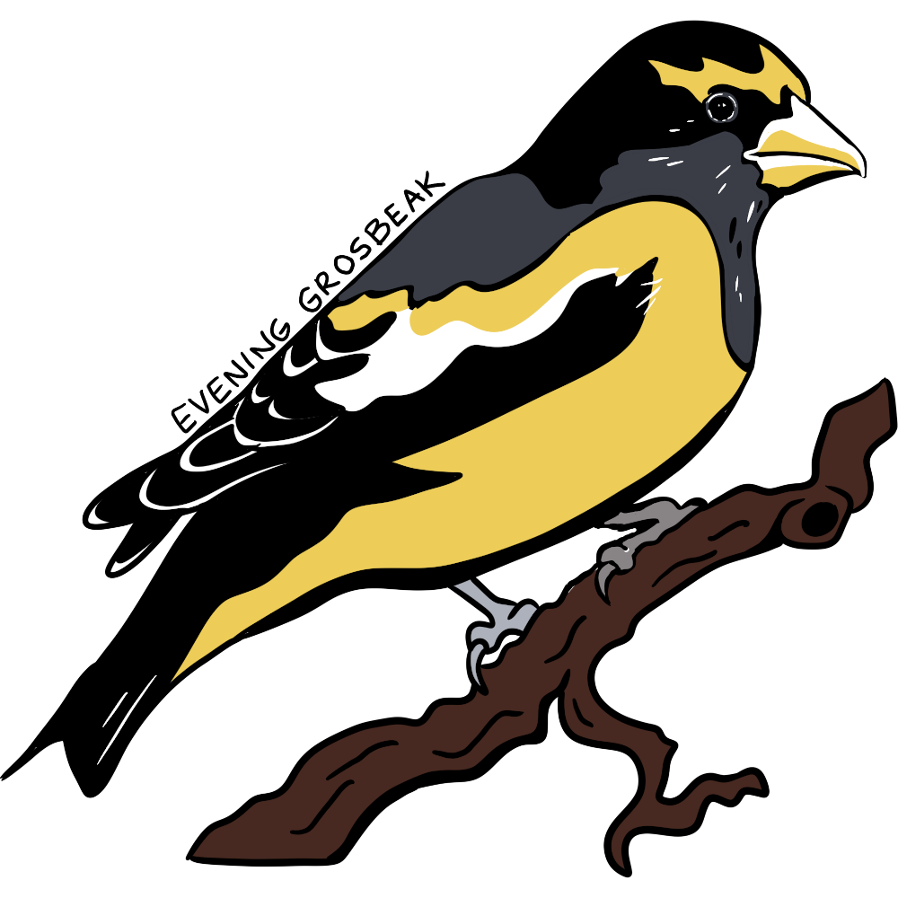 Seen in profile, an evening grosbeak bird with a yellow belly and upper wing, black head, wings, and tail, gray shoulder, light thick beak, and a bit of white on the wing perches on a brown branch. It says evening grosbeak in small black capital letters over the wing.